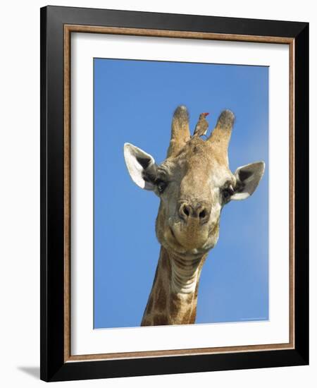 Giraffe, Giraffa Camelopardalis, with Redbilled Oxpecker, Mpumalanga, South Africa-Ann & Steve Toon-Framed Photographic Print