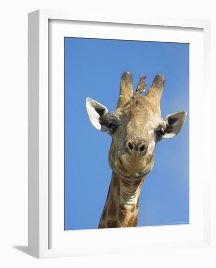 Giraffe, Giraffa Camelopardalis, with Redbilled Oxpecker, Mpumalanga, South Africa-Ann & Steve Toon-Framed Photographic Print