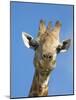 Giraffe, Giraffa Camelopardalis, with Redbilled Oxpecker, Mpumalanga, South Africa-Ann & Steve Toon-Mounted Photographic Print