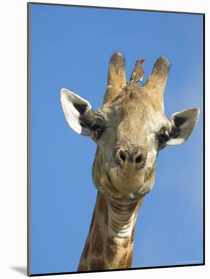 Giraffe, Giraffa Camelopardalis, with Redbilled Oxpecker, Mpumalanga, South Africa-Ann & Steve Toon-Mounted Photographic Print