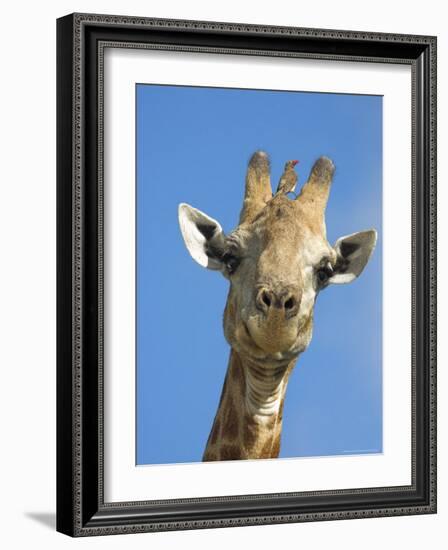 Giraffe, Giraffa Camelopardalis, with Redbilled Oxpecker, Mpumalanga, South Africa-Ann & Steve Toon-Framed Photographic Print