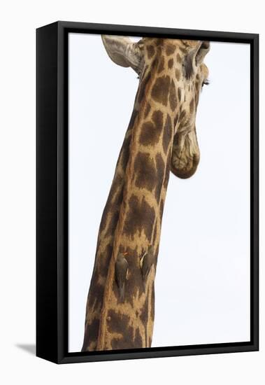 Giraffe (Giraffa camelopardalis) with redbilled oxpeckers (Buphagus erythrorhynchus), Kruger Nation-Ann and Steve Toon-Framed Premier Image Canvas