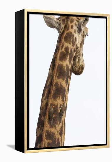 Giraffe (Giraffa camelopardalis) with redbilled oxpeckers (Buphagus erythrorhynchus), Kruger Nation-Ann and Steve Toon-Framed Premier Image Canvas