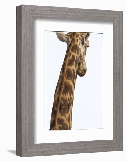 Giraffe (Giraffa camelopardalis) with redbilled oxpeckers (Buphagus erythrorhynchus), Kruger Nation-Ann and Steve Toon-Framed Photographic Print