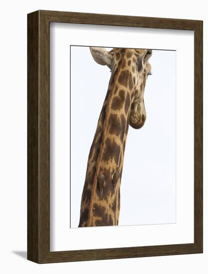 Giraffe (Giraffa camelopardalis) with redbilled oxpeckers (Buphagus erythrorhynchus), Kruger Nation-Ann and Steve Toon-Framed Photographic Print