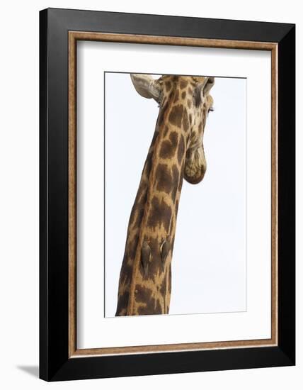 Giraffe (Giraffa camelopardalis) with redbilled oxpeckers (Buphagus erythrorhynchus), Kruger Nation-Ann and Steve Toon-Framed Photographic Print