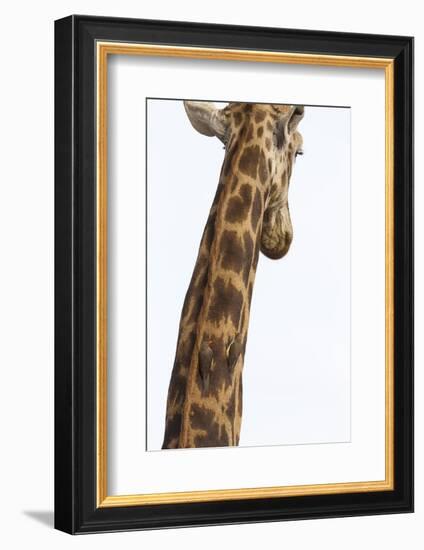 Giraffe (Giraffa camelopardalis) with redbilled oxpeckers (Buphagus erythrorhynchus), Kruger Nation-Ann and Steve Toon-Framed Photographic Print