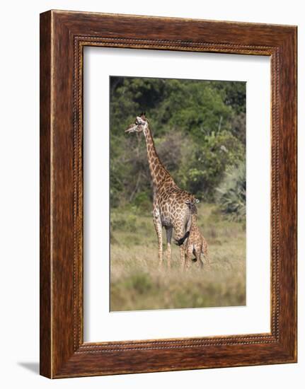 Giraffe (Giraffa camelopardalis) with small baby, Isimangaliso, KawZulu-Natal, South Africa, Africa-Ann and Steve Toon-Framed Photographic Print