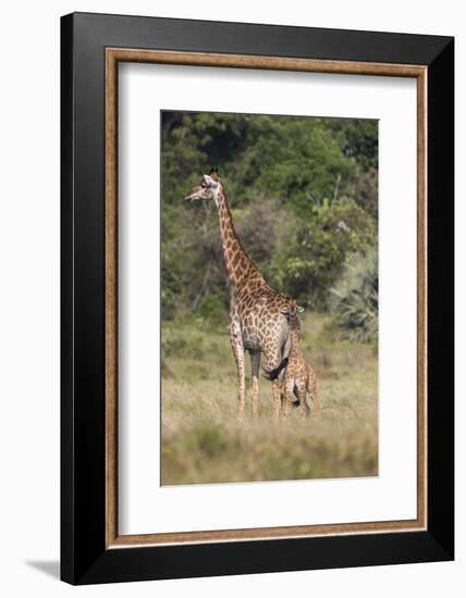 Giraffe (Giraffa camelopardalis) with small baby, Isimangaliso, KawZulu-Natal, South Africa, Africa-Ann and Steve Toon-Framed Photographic Print