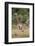 Giraffe (Giraffa camelopardalis) with small baby, Isimangaliso, KawZulu-Natal, South Africa, Africa-Ann and Steve Toon-Framed Photographic Print