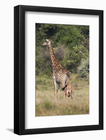 Giraffe (Giraffa camelopardalis) with small baby, Isimangaliso, KawZulu-Natal, South Africa, Africa-Ann and Steve Toon-Framed Photographic Print