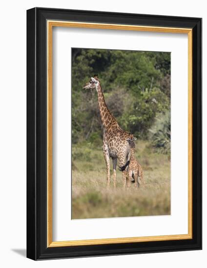 Giraffe (Giraffa camelopardalis) with small baby, Isimangaliso, KawZulu-Natal, South Africa, Africa-Ann and Steve Toon-Framed Photographic Print