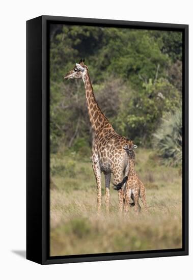 Giraffe (Giraffa camelopardalis) with small baby, Isimangaliso, KawZulu-Natal, South Africa, Africa-Ann and Steve Toon-Framed Premier Image Canvas