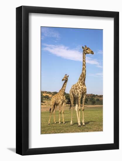 Giraffe (Giraffa Camelopardalis) with Young, Kgalagadi Transfrontier Park, Northern Cape, Africa-Ann & Steve Toon-Framed Photographic Print