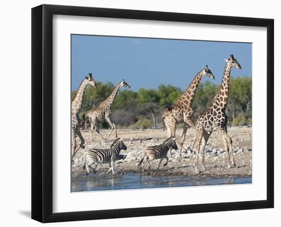 Giraffe (Giraffa Camelopardis) and Zebras (Equus Burchelli), Etosha Nat'l Park, Namibia-Kim Walker-Framed Photographic Print