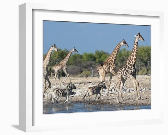 Giraffe (Giraffa Camelopardis) and Zebras (Equus Burchelli), Etosha Nat'l Park, Namibia-Kim Walker-Framed Photographic Print