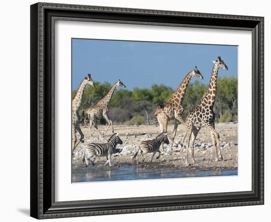 Giraffe (Giraffa Camelopardis) and Zebras (Equus Burchelli), Etosha Nat'l Park, Namibia-Kim Walker-Framed Photographic Print