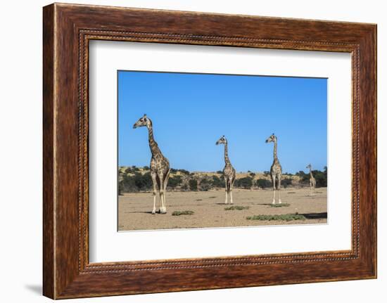 Giraffe (Giraffe camelopardalis), Kgalagadi Transfrontier Park-Ann and Steve Toon-Framed Photographic Print