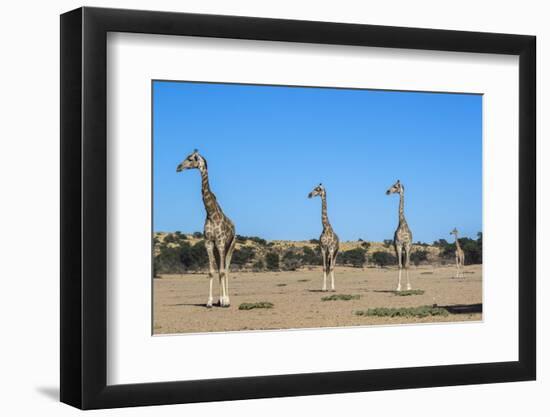 Giraffe (Giraffe camelopardalis), Kgalagadi Transfrontier Park-Ann and Steve Toon-Framed Photographic Print