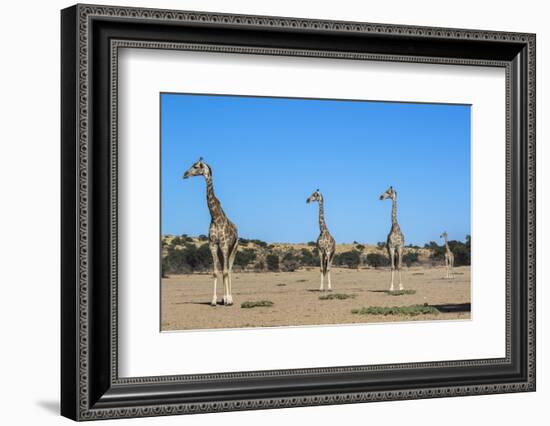 Giraffe (Giraffe camelopardalis), Kgalagadi Transfrontier Park-Ann and Steve Toon-Framed Photographic Print