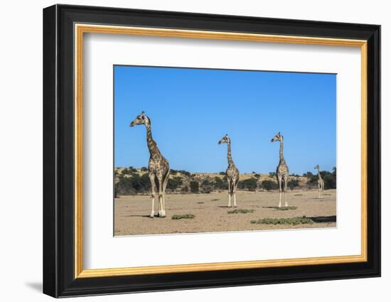 Giraffe (Giraffe camelopardalis), Kgalagadi Transfrontier Park-Ann and Steve Toon-Framed Photographic Print