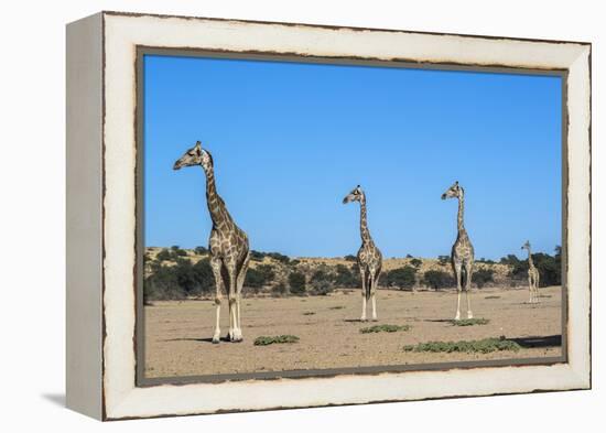 Giraffe (Giraffe camelopardalis), Kgalagadi Transfrontier Park-Ann and Steve Toon-Framed Premier Image Canvas