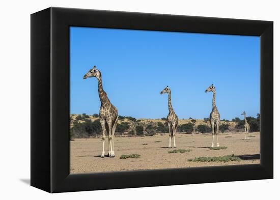 Giraffe (Giraffe camelopardalis), Kgalagadi Transfrontier Park-Ann and Steve Toon-Framed Premier Image Canvas