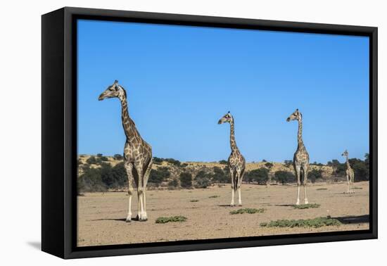 Giraffe (Giraffe camelopardalis), Kgalagadi Transfrontier Park-Ann and Steve Toon-Framed Premier Image Canvas