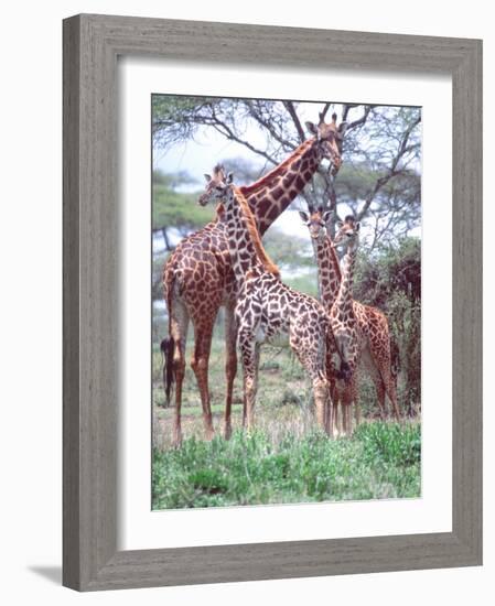 Giraffe Group or Herd with Young, Tanzania-David Northcott-Framed Photographic Print