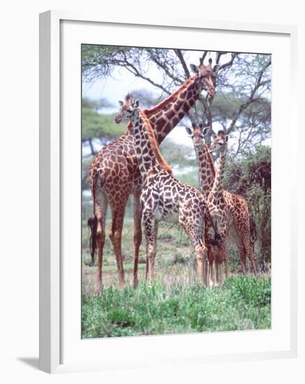 Giraffe Group or Herd with Young, Tanzania-David Northcott-Framed Photographic Print