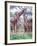 Giraffe Group or Herd with Young, Tanzania-David Northcott-Framed Photographic Print