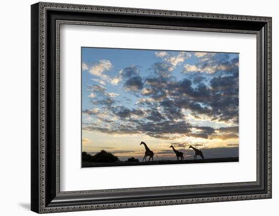 Giraffe Herd along Chobe River, Chobe National Park, Botswana-Paul Souders-Framed Photographic Print