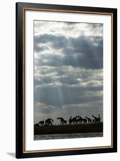 Giraffe Herd along Chobe River, Chobe National Park, Botswana-Paul Souders-Framed Photographic Print