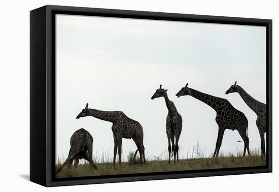 Giraffe Herd, Chobe National Park, Botswana-Paul Souders-Framed Premier Image Canvas