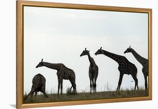 Giraffe Herd, Chobe National Park, Botswana-Paul Souders-Framed Premier Image Canvas