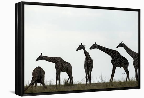 Giraffe Herd, Chobe National Park, Botswana-Paul Souders-Framed Premier Image Canvas