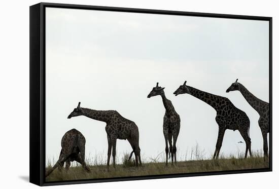 Giraffe Herd, Chobe National Park, Botswana-Paul Souders-Framed Premier Image Canvas
