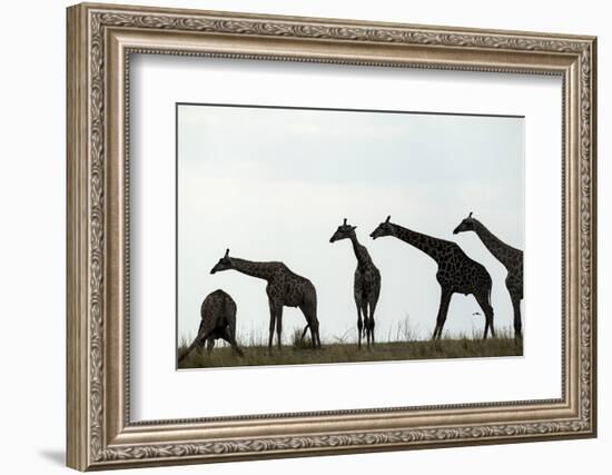 Giraffe Herd, Chobe National Park, Botswana-Paul Souders-Framed Photographic Print