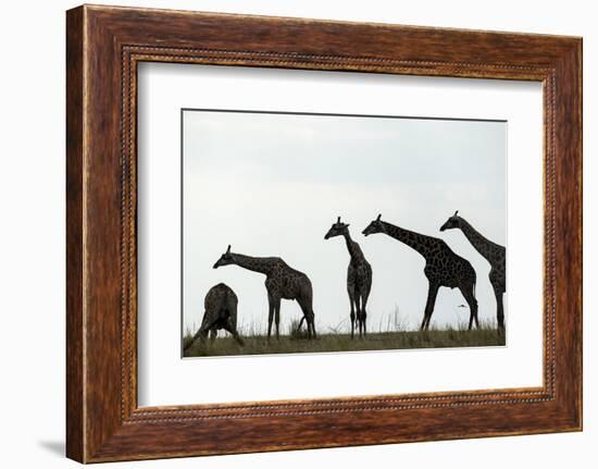 Giraffe Herd, Chobe National Park, Botswana-Paul Souders-Framed Photographic Print