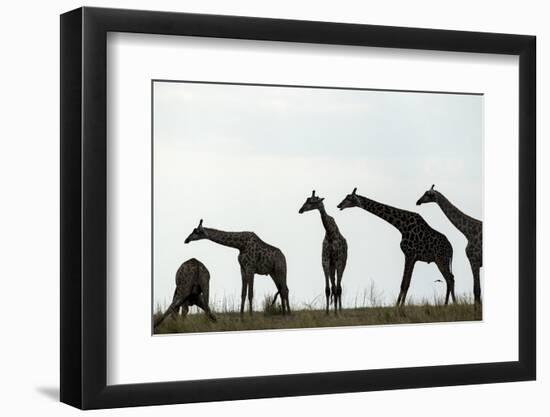 Giraffe Herd, Chobe National Park, Botswana-Paul Souders-Framed Photographic Print