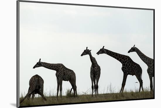 Giraffe Herd, Chobe National Park, Botswana-Paul Souders-Mounted Photographic Print