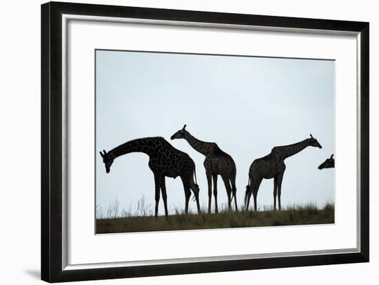 Giraffe Herd, Chobe National Park, Botswana-Paul Souders-Framed Photographic Print