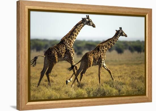 Giraffe Herd-null-Framed Premier Image Canvas