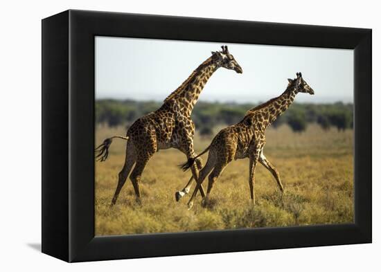 Giraffe Herd-null-Framed Premier Image Canvas