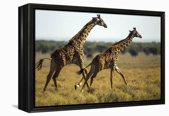 Giraffe Herd-null-Framed Premier Image Canvas