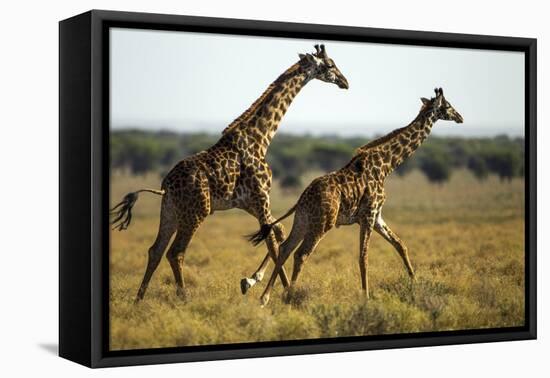 Giraffe Herd-null-Framed Premier Image Canvas