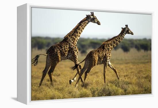 Giraffe Herd-null-Framed Premier Image Canvas