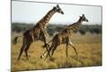 Premium Photographic Print