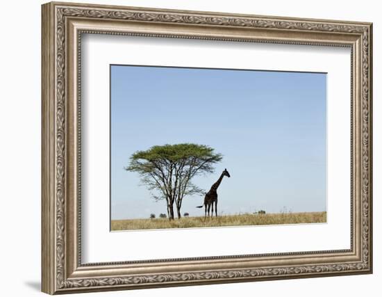 Giraffe Herd-null-Framed Photographic Print