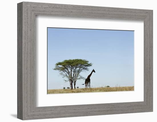 Giraffe Herd-null-Framed Photographic Print